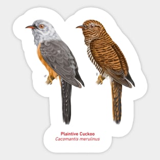 Plaintive Cuckoo | Cacomantis merulinus ⚥ Sticker